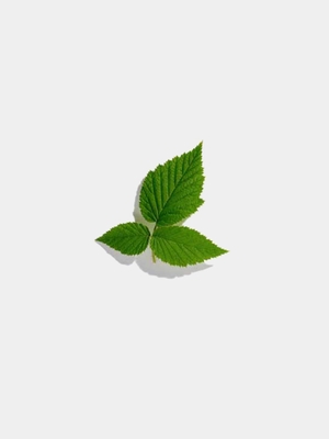 raspberry leaf tea - various