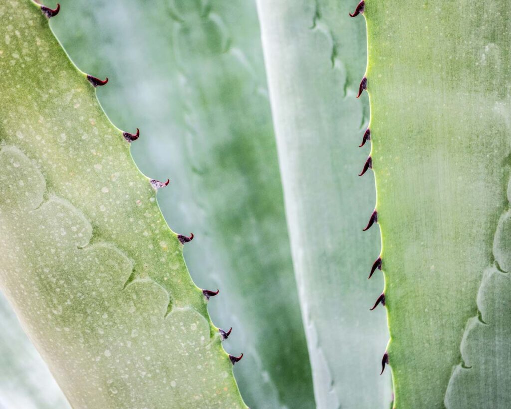 aloe vera