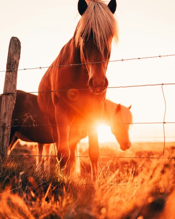 What the Year of the Horse Means for Mums and Families