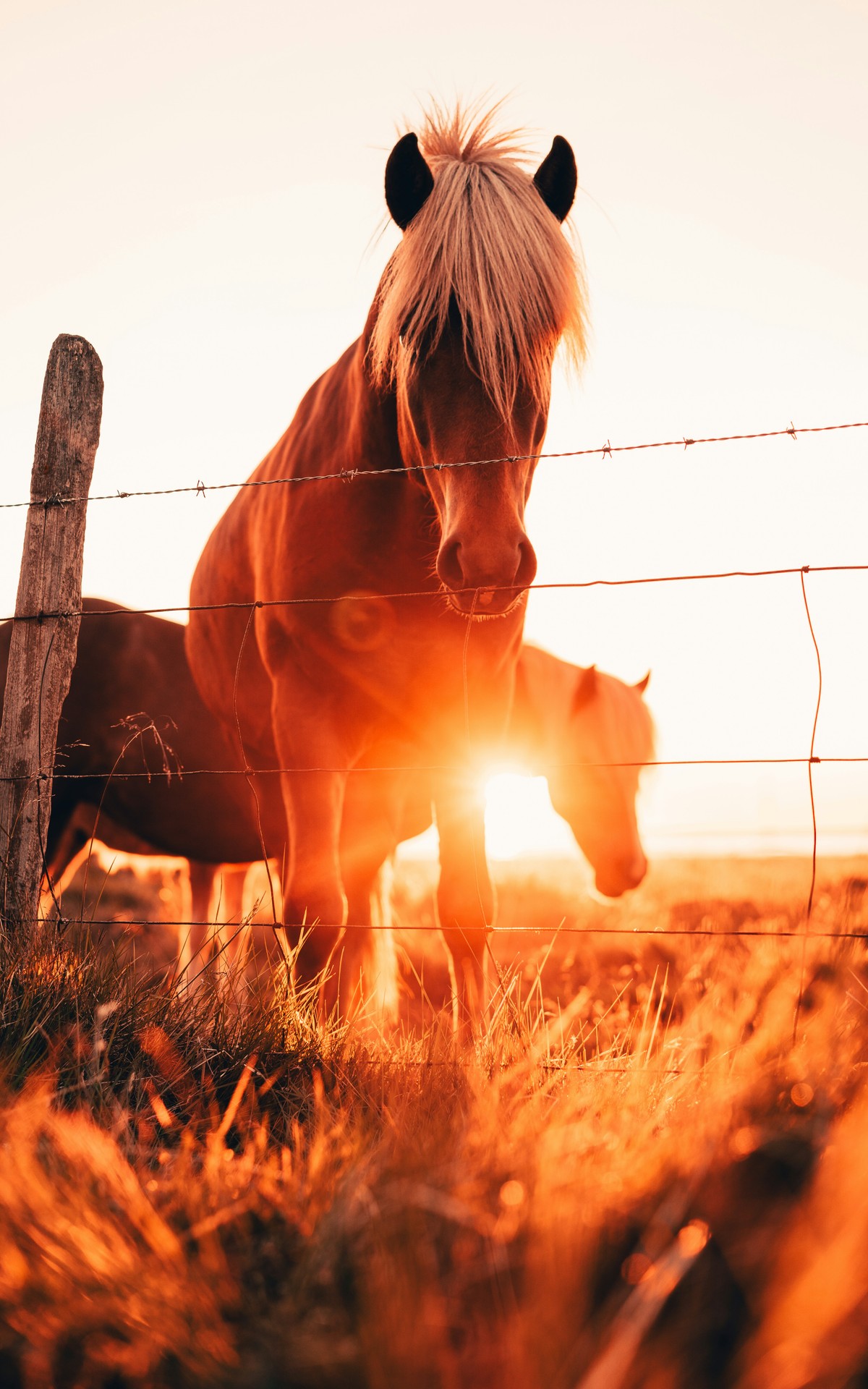 year of the horse