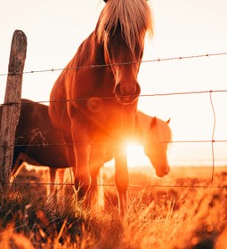 What the Year of the Horse Means for Mums and Families